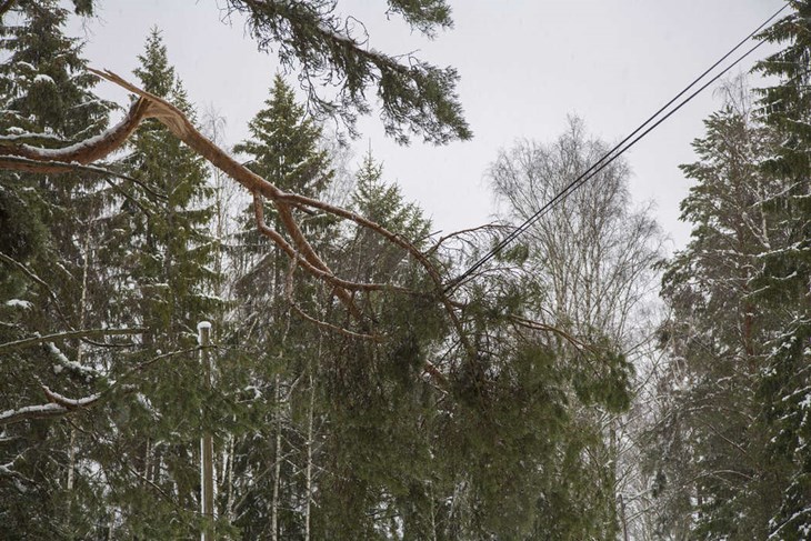 På ett otal ställen hade träd och grenar lagt sig över ledningarna. Foto: Hedemora Energi