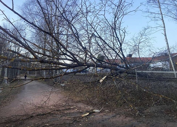 Så här såg det ut i närheten av Bojsenburg/Jungfrurondellen när stormen Johannes slog till och bland annat drog ned ett träd över tågspåret. Foto: Sonny Jonasson