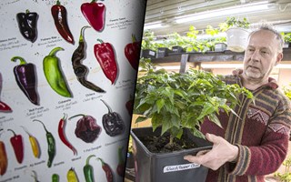 Hedda siktar på andra plantmarknaden