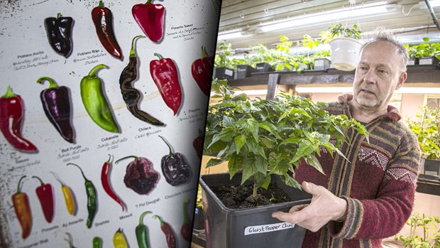Hedda siktar på andra plantmarknaden